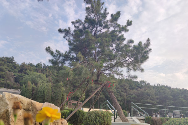 沈阳陵园墓地有哪些分布地点详述