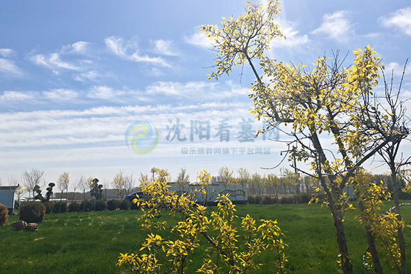 沈阳龙凤寝园：龙凤呈祥惠民福地推荐，亲民价位起6800-8900元，守护永恒安宁与家族福泽